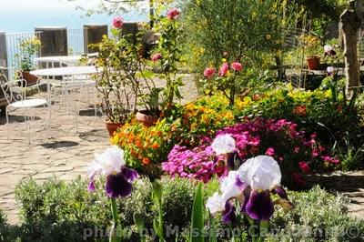 Fiori nel mio giardino