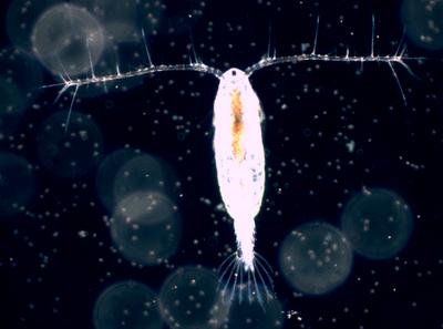 copepode