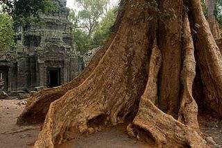 Lettere dalla Kampuchea 12: Il libro della jungla.