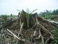 La Cargill alimenta la deforestazione illegale: protesta negli Stati Uniti