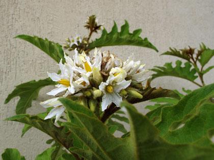 Piante di Solanum torvum in fiore a maggio