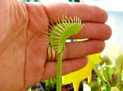 Dionaea "redline"...trappola gigante