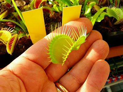 Dionaea 