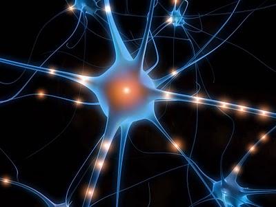 Neuroni specchio nel cervello umano: la più grande scoperta delle neuroscienze?