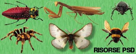 Risorse Photoshop - set immagini con tema gli insetti