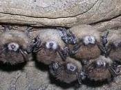 White Nose Syndrome: malattia stermina pipistrelli