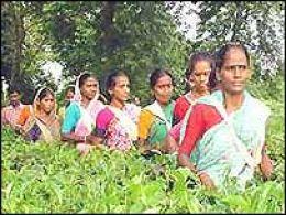 Donne indiane in una piantagione delle fiji