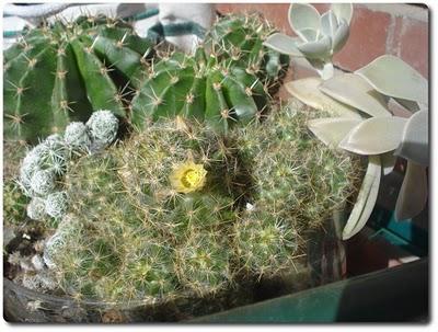 Colori pastello, fiori delicati...