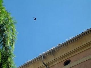 La manutenzione dei palazzi: l'erba su Palazzo delle Orsoline