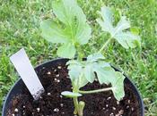Innesto erbaceo approssimazione, piccoli esperimenti crescono…