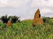 termitaio, vero della savana