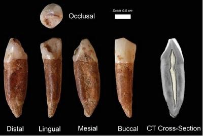 Umani moderni 400.000 anni fa?