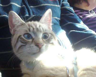 A STRABICHINO PIACE VIAGGIARE ...