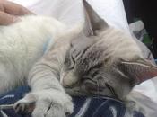 strabichino piace viaggiare