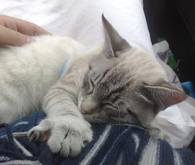 A STRABICHINO PIACE VIAGGIARE ...