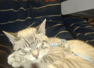 A STRABICHINO PIACE VIAGGIARE ...