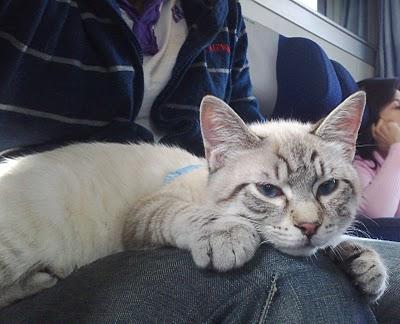 A STRABICHINO PIACE VIAGGIARE ...