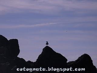 Polpo con sedano e olive nere...di naviganti e di ricordi...