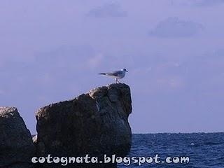 Polpo con sedano e olive nere...di naviganti e di ricordi...