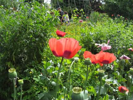 L'ecovillaggio di Findhorn...