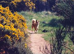 L'ecovillaggio di Findhorn...