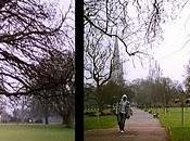 Trees, roots pictures