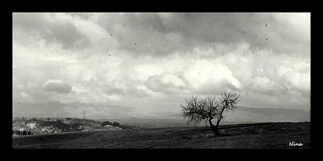 TREES, ROOTS & PICTURES