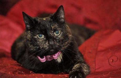 Il gatto smarrito torna a casa. Dopo 11 anni