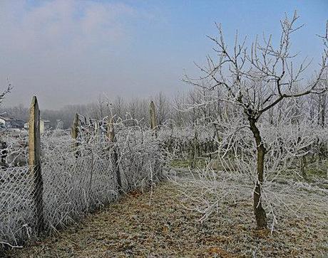 Campagna d’inverno. Incanto del gelo