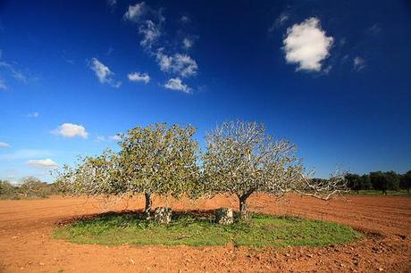 Twin Set (Salento - Puglia - Italia)