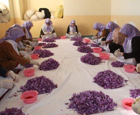 Zafferano contro oppio: una ricetta per l'Afghanistan