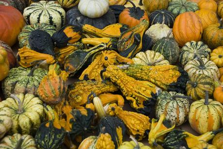 Sagra della zucca - Piozzo