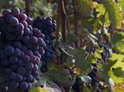 vendemmia nelle Langhe