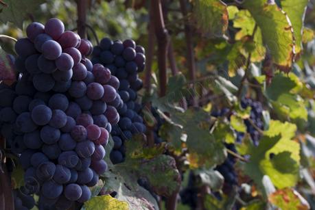 Le Langhe - Vendemmia