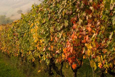 Vigneti nelle Langhe