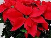 Attenzione alle stelle Natale