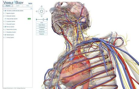 vivible body, anatomia