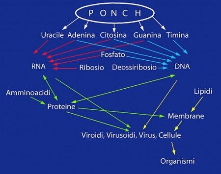 Materia pre-biotica nelle meteoriti (II parte)