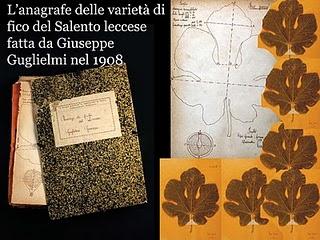 Investigazione sulla collezione Guglielmi “Fichi del leccese” (Ficus carica L.)