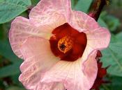 genere Hibiscus molte qualità fitoterapiche interessanti