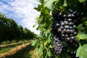 vigneto, azienda agricola, vino