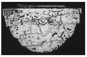 Liuteria - Le Analisi Radiologiche