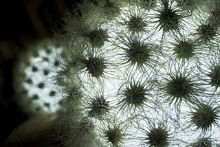 Cool Cactus Lamp