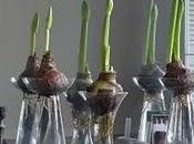 Vasi vetro bulbi coltivati acqua.