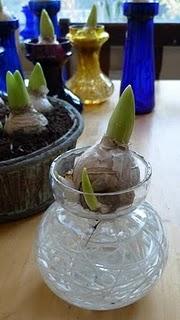 Vasi in vetro per bulbi coltivati in acqua.