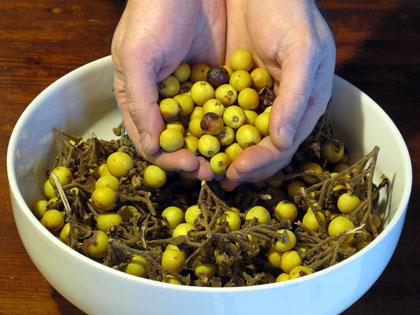 Semi di Solanum torvum (di nuovo) a volontÃ !