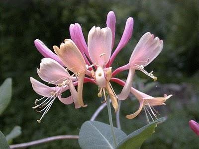 Pink Honeysuckle.Il colore del 2011.