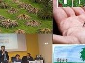 vostre proposte salvare Palme Salento leccese