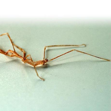 La prima muta dell’insetto stecco / The first  moult of stick insect