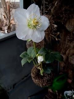 Helleborus